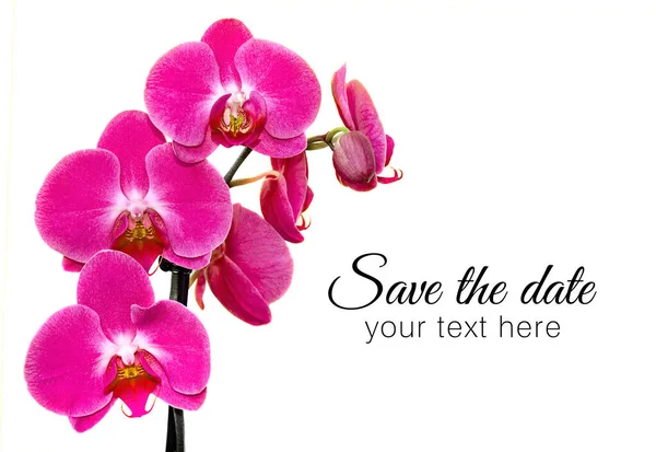 Purple Orchids White Isolated Background Place Text Concept Invitation Card — Stock Photo, Image