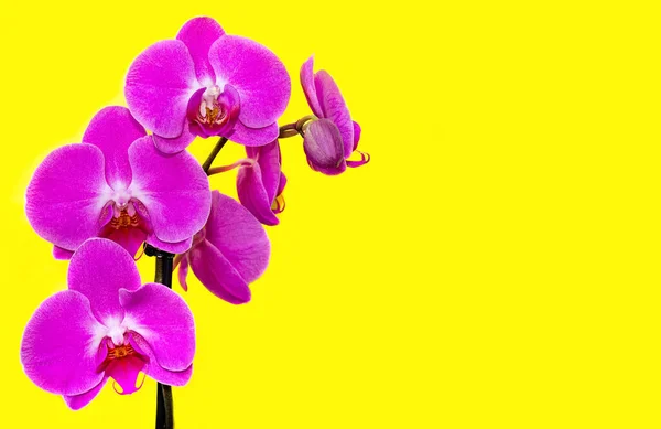 Orchidées Violettes Sur Fond Papier Jaune Avec Espace Vide Pour — Photo