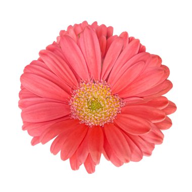 Pembe Gerbera çiçeği kafası kesme yolu ile beyaz arka planda izole edilmiş. Kartlar, davetiyeler, posterler için çiçek tasarımı ögesi.