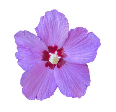 Mor amber çiçeği, Çin gül çiçeği, beyaz arka planda izole edilmiş, kırpma yolu ile. Kartlar, davetiyeler, posterler için çiçek tasarımı ögesi.