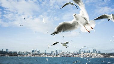 Istanbul Türkiye Panoraması