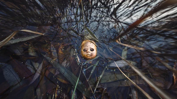the torn off head of the doll lies in the swamp