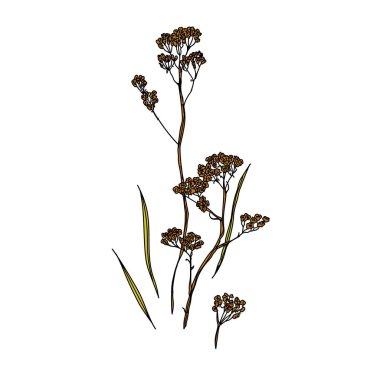 Sonbahar bitki ile Vektör illüstrasyon. Beyaz arka planda sonbahar bitkisi