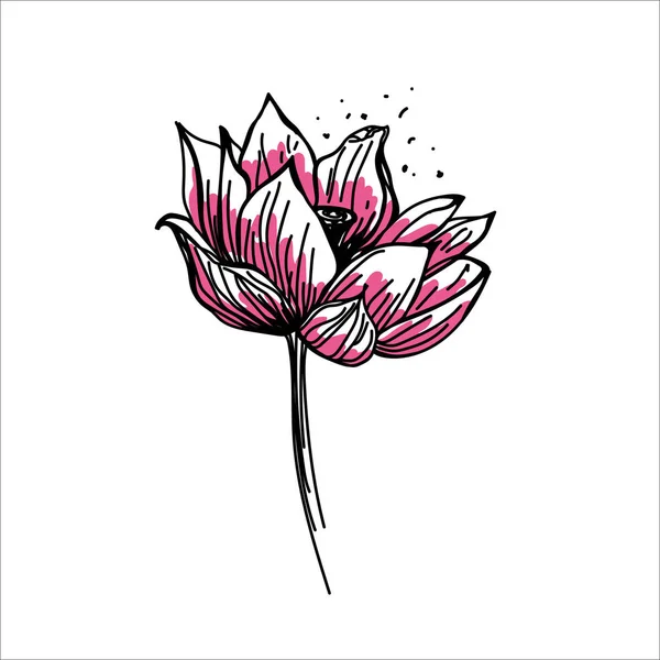 Lotus çiçekleri ile vektör mürekkep illüstrasyon. Mürekkep el çiçeklerle çizilmiş illüstrasyon. Eskiz mürekkep lotus