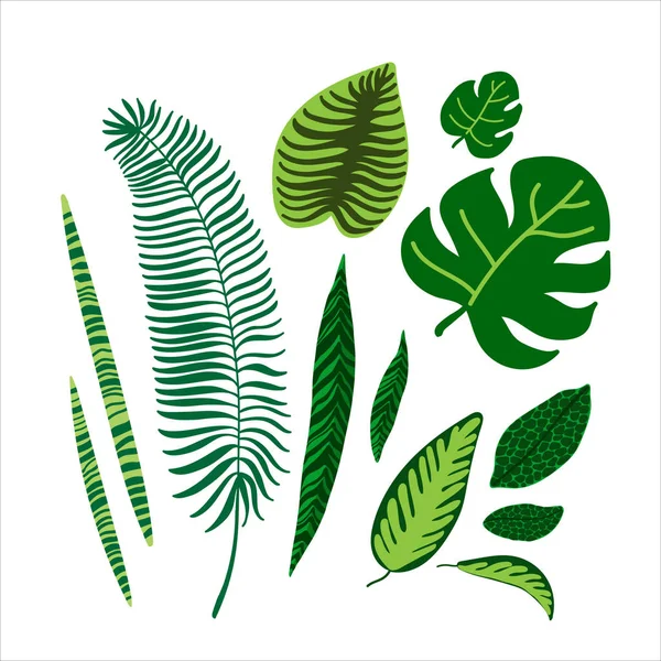 Ilustración Vectorial Plana Con Hojas Verdes Hojas Selva Hojas Tropicales — Vector de stock