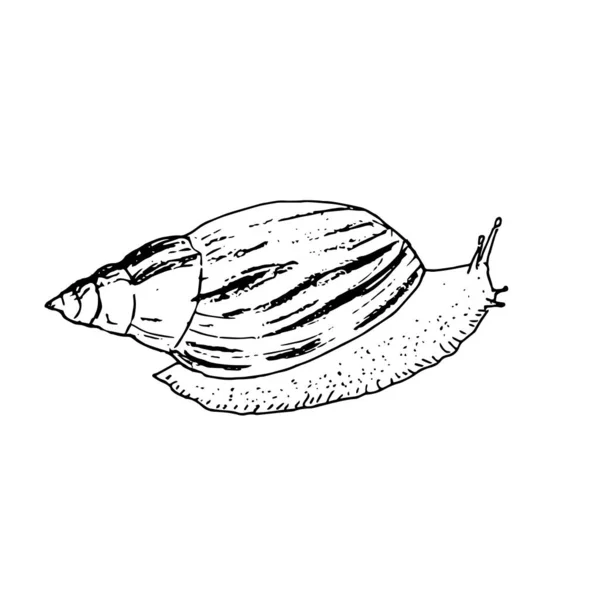 Vektorillustration Mit Monochromer Schnecke Handgezeichnete Illustration Skizzenstil Schwarze Schnecke Auf — Stockvektor