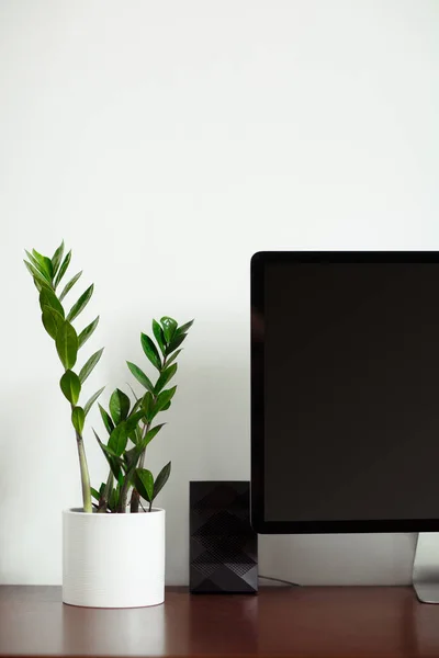 Work table, computer. with indoor plants zamiokulkas on white wall background. Workplace in the office or at home