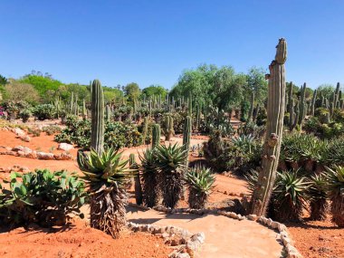 Mallorca kaktüs bahçesinde Ses Salines yakınlarındaki Botanik bahçesi Botanicactus.