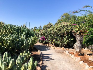 Mallorca kaktüs bahçesinde Ses Salines yakınlarındaki Botanik bahçesi Botanicactus.