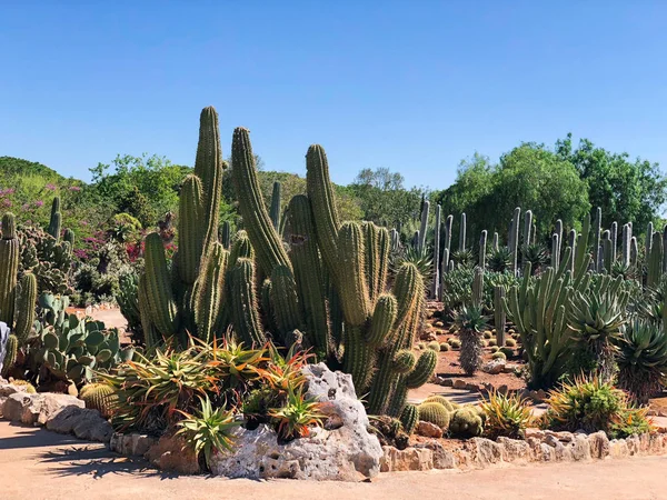 Botanical garden Botanicactus near Ses Salines on Mallorca cactus garden. — Stock Photo, Image
