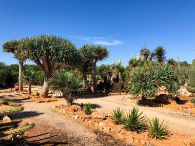 İspanya kaktüs bahçesi yakınında Botanik bahçesi.