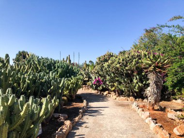 İspanya kaktüs bahçesi yakınında Botanik bahçesi.