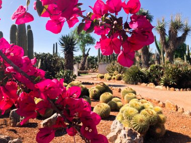 İspanya kaktüs bahçesi yakınında Botanik bahçesi.