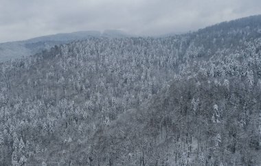 Dağ ormanındaki hava aracı görüntüsü. Kış manzarası. Karlı firavun ve çam ağaçları. Kış ormanı manzaralı karlı bir ağaç dalı. Kış manzarası, orman, karla kaplı ağaçlar..