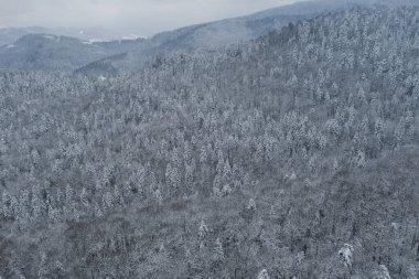 Dağ ormanındaki hava aracı görüntüsü. Kış manzarası. Karlı firavun ve çam ağaçları. Kış ormanı manzaralı karlı bir ağaç dalı. Kış manzarası, orman, karla kaplı ağaçlar..