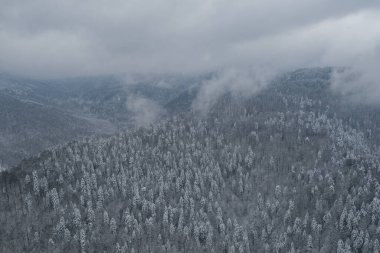 Dağ ormanındaki hava aracı görüntüsü. Kış manzarası. Karlı firavun ve çam ağaçları. Kış ormanı manzaralı karlı bir ağaç dalı. Kış manzarası, orman, karla kaplı ağaçlar..