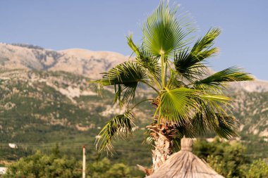 Palmiye ağaçları ve gökyüzü olan plaj. Yaz tatili tatil geçmişi kavramı. Tropik bir manzara. Dağlar. Kartpostal.