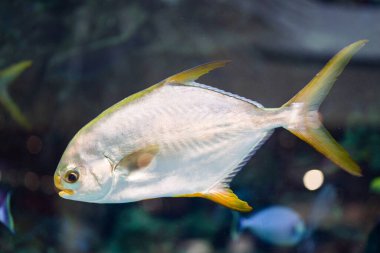 Resif tankı, deniz akvaryumu. Balık ve bitkilerle dolu mavi bir akvaryum. Su tankı, canlı su altı hayvanlarını beslemek için suyla dolu. Doğa ve okyanus kavramı