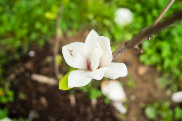 Garden in spring time. Closeup view of cherry or apple blossom. Little green leaves and white flowers of cherry tree. Concept of beautiful background. Horizontal wallpaper — Stock Photo, Image