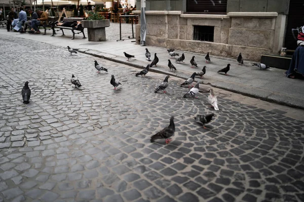 LVIV, UKRAINE - 13 de outubro de 2019 Pombos na praça da cidade. Pomba sentada na rua. Grupo de pássaros ao ar livre. Aves pombas grupo andar na rua. Praça da cidade com pombos e pombas. Horizontal — Fotografia de Stock