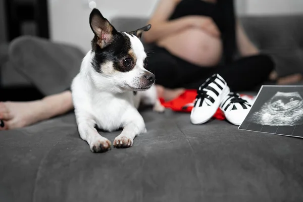 Parlak renkli saç chihuahua köpeği. Köpek poz verir. Chihuahua 'lı bir dizi fotoğraf. Evcil bir hayvan evde hamile bir kadının önünde oturuyor. İyi yetiştirilmiş safkan bir köpek. Bir köpek portresi. Evcil hayvan.. — Stok fotoğraf