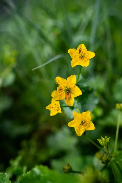 The first spring flowers. Young green grass and dry leaves. Forest litter.Close up, macro photo texture and detail high resolution of Yellow flowers with green leaves with colorful background — Stock Photo, Image