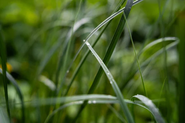 Fresh green grass with dew drops close up. Water drops on the fresh grass after rain. Light morning dew on the green grass. Close-up of beautiful Dew Drops. Nature concept