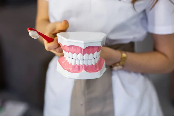Young female dentist cleaning dental jaw model with toothbrush. Advertising for stomatology. Horizontal