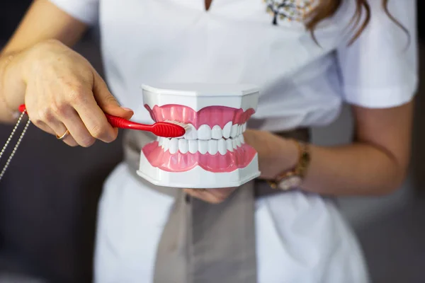 Jonge Vrouwelijke Tandarts Schoonmaken Kaak Model Met Tandenborstel Reclame Voor — Stockfoto