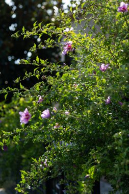Baharda bahçe. Kiraz ya da elma çiçeğinin yakın görüntüsü. Küçük yeşil yapraklar ve beyaz kiraz ağacı çiçekleri. Güzel arkaplan kavramı.