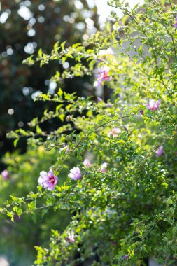 Baharda bahçe. Kiraz ya da elma çiçeğinin yakın görüntüsü. Küçük yeşil yapraklar ve beyaz kiraz ağacı çiçekleri. Güzel arkaplan kavramı.