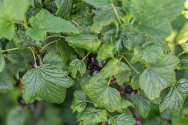 Bahçedeki çalı dalında kuşüzümü, dalda kuşüzümü hasadı. Bahçedeki bir çalılıkta olgunlaşmış üzümler, bahçede ve çiftlikte olgunlaşmış meyveler..