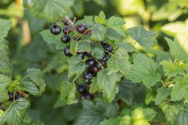 Bahçedeki çalı dalında kuşüzümü, dalda kuşüzümü hasadı. Bahçedeki bir çalılıkta olgunlaşmış üzümler, bahçede ve çiftlikte olgunlaşmış meyveler..
