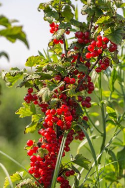 Bahçedeki çalı dalında kuşüzümü, dalda kuşüzümü hasadı. Bahçedeki bir çalılıkta olgunlaşmış üzümler, bahçede ve çiftlikte olgunlaşmış meyveler..