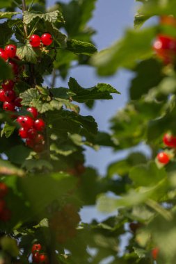 Bahçedeki çalı dalında kuşüzümü, dalda kuşüzümü hasadı. Bahçedeki bir çalılıkta olgunlaşmış üzümler, bahçede ve çiftlikte olgunlaşmış meyveler..