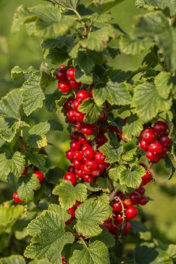 Bahçedeki çalı dalında kuşüzümü, dalda kuşüzümü hasadı. Bahçedeki bir çalılıkta olgunlaşmış üzümler, bahçede ve çiftlikte olgunlaşmış meyveler..