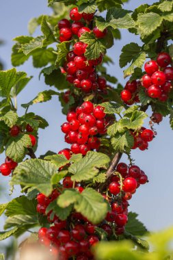 Bahçedeki çalı dalında kuşüzümü, dalda kuşüzümü hasadı. Bahçedeki bir çalılıkta olgunlaşmış üzümler, bahçede ve çiftlikte olgunlaşmış meyveler..