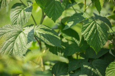 Güneşli bir günde bir yaz çiftliğinde kuşüzümü çalıları. Ukrayna 'nın yeri, Avrupa. Yaratıcılık konsepti fotoğrafı. İlkbaharda tarım arazisinin manzaralı görüntüsü.
