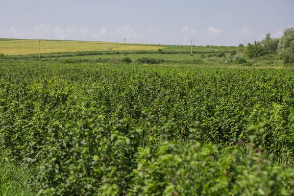 Reihenweise Schwarze Johannisbeersträucher Auf Einem Sommerbauernhof Bei Sonnigem Wetter Standort — Stockfoto