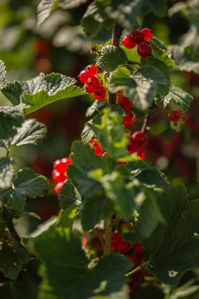 Blackcurrants on the bush branch in the garden, harvest of blackcurrants on the branch. Young currant berries ripen on a bush in the garden, ripe berries in the garden and on the farm.