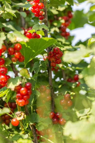 Bahçedeki çalı dalında kuşüzümü, dalda kuşüzümü hasadı. Bahçedeki bir çalılıkta olgunlaşmış üzümler, bahçede ve çiftlikte olgunlaşmış meyveler..