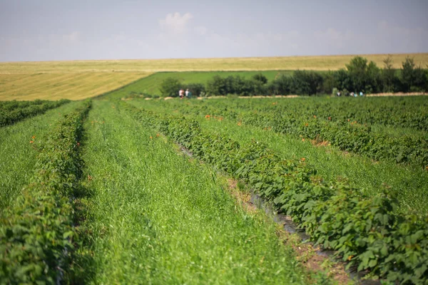 阳光明媚的日子里 在一个夏天的农场里 一排排的黑醋栗灌木 乌克兰 创意概念的照片 春天里耕地的景象 — 图库照片