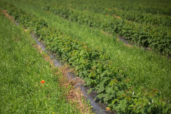 阳光明媚的日子里 在一个夏天的农场里 一排排的黑醋栗灌木 乌克兰 创意概念的照片 春天里耕地的景象 — 图库照片