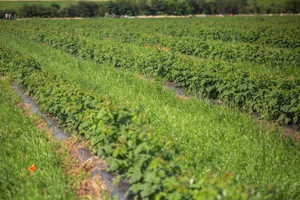 Reihenweise Schwarze Johannisbeersträucher Auf Einem Sommerbauernhof Bei Sonnigem Wetter Standort — Stockfoto