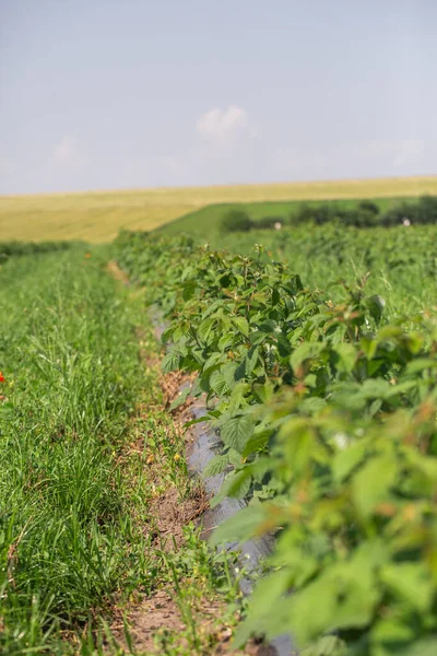 Reihenweise Schwarze Johannisbeersträucher Auf Einem Sommerbauernhof Bei Sonnigem Wetter Standort — Stockfoto