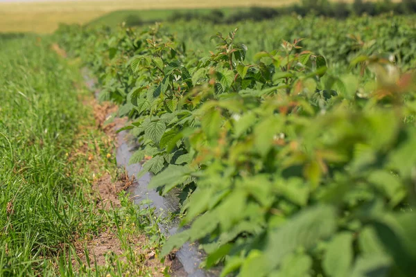 Fila Arbustos Grosella Negra Una Granja Verano Día Soleado Ubicación —  Fotos de Stock