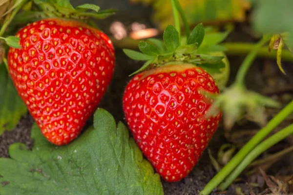 Planta Fresa Arbusto Fresa Fresas Crecimiento Jardín Bayas Maduras Follaje — Foto de Stock