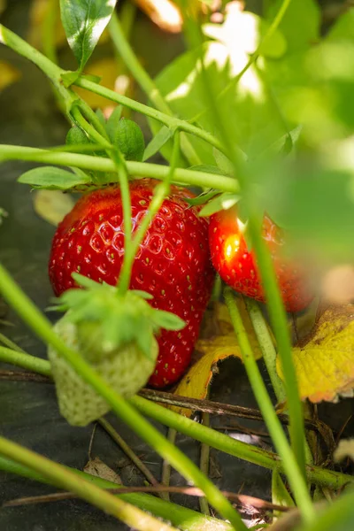 Strawberry plant. Strawberry bush. Strawberries in growth at garden. Ripe berries and foliage. Rows with strawberry plants.