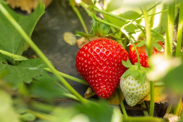 Erdbeerpflanze Erdbeerbusch Erdbeeren Wachstum Garten Reife Beeren Und Laub Reihen — Stockfoto
