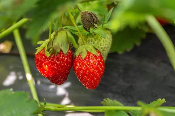 Strawberry plant. Strawberry bush. Strawberries in growth at garden. Ripe berries and foliage. Rows with strawberry plants.